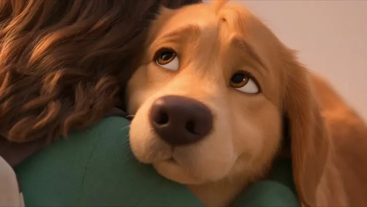 A golden retriever looking up, close